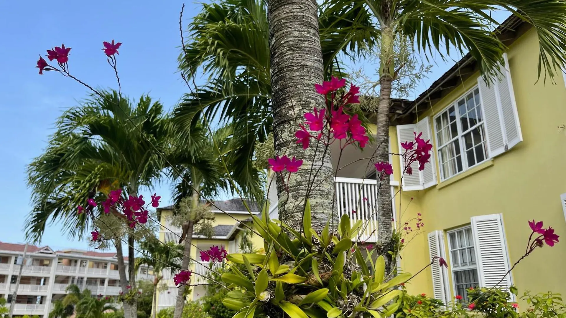 Apartment Jamaica Time Driftwood At Sea Palms 3Br 3Ba Condo In Ocho Rios With Pool And Beach Front With Views Only 10 Mins From Ochi Intl Airport Direct Flight From Miami St Mary